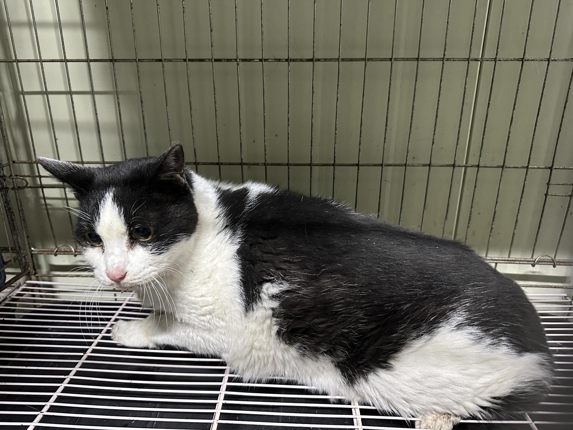 (사)하얀비둘기_426336202500418